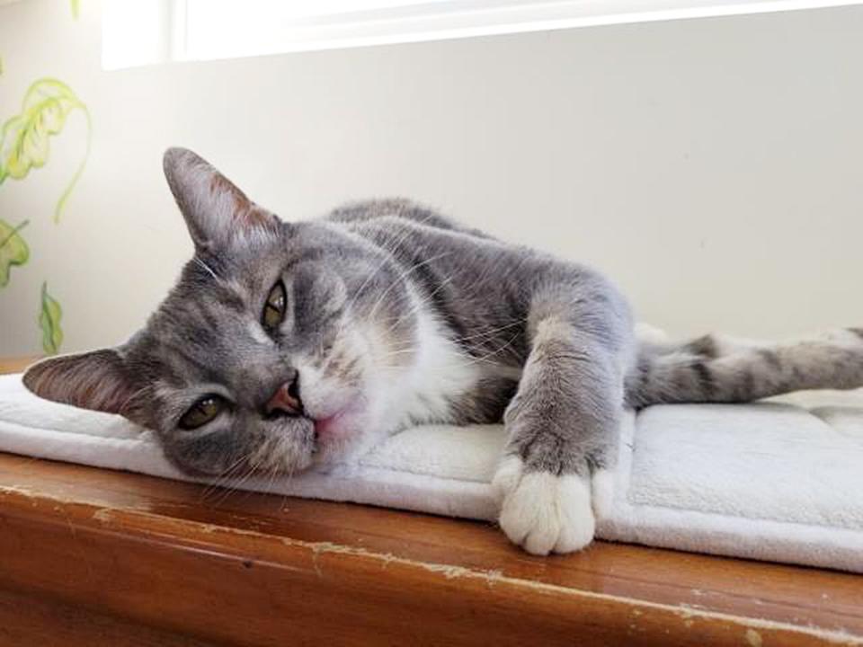 Moto the cat lounges in the Kitty Cottage at the Ventura County Animal Services facility in Camarillo, California.