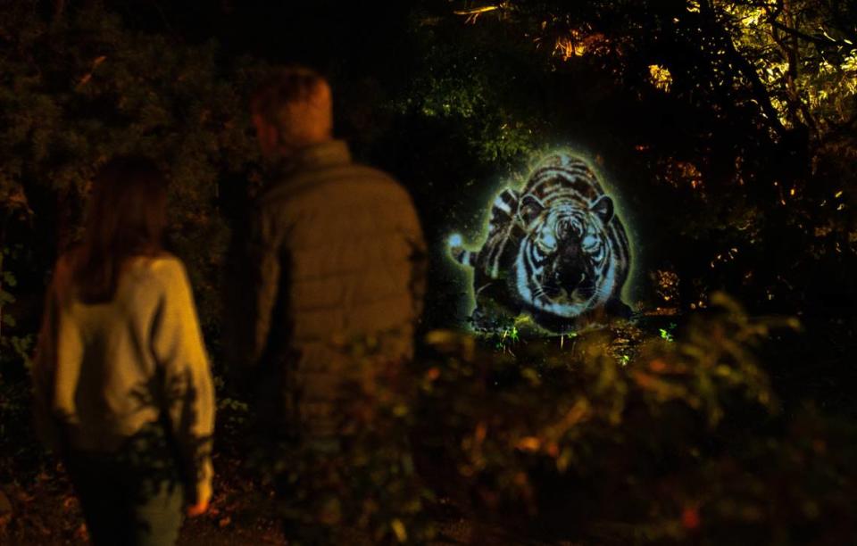 “Unextinct” is the Sacramento Zoo’s newest exhibit, coming Dec. 26. It’s an immersive digital nighttime experience featuring colorful illusions and illuminations. Mangolin Creative