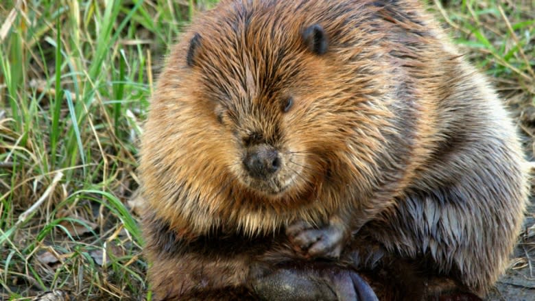 Sorry, beaver: Wolf leads the pack in Calgary Zoo's Greatest Animal contest