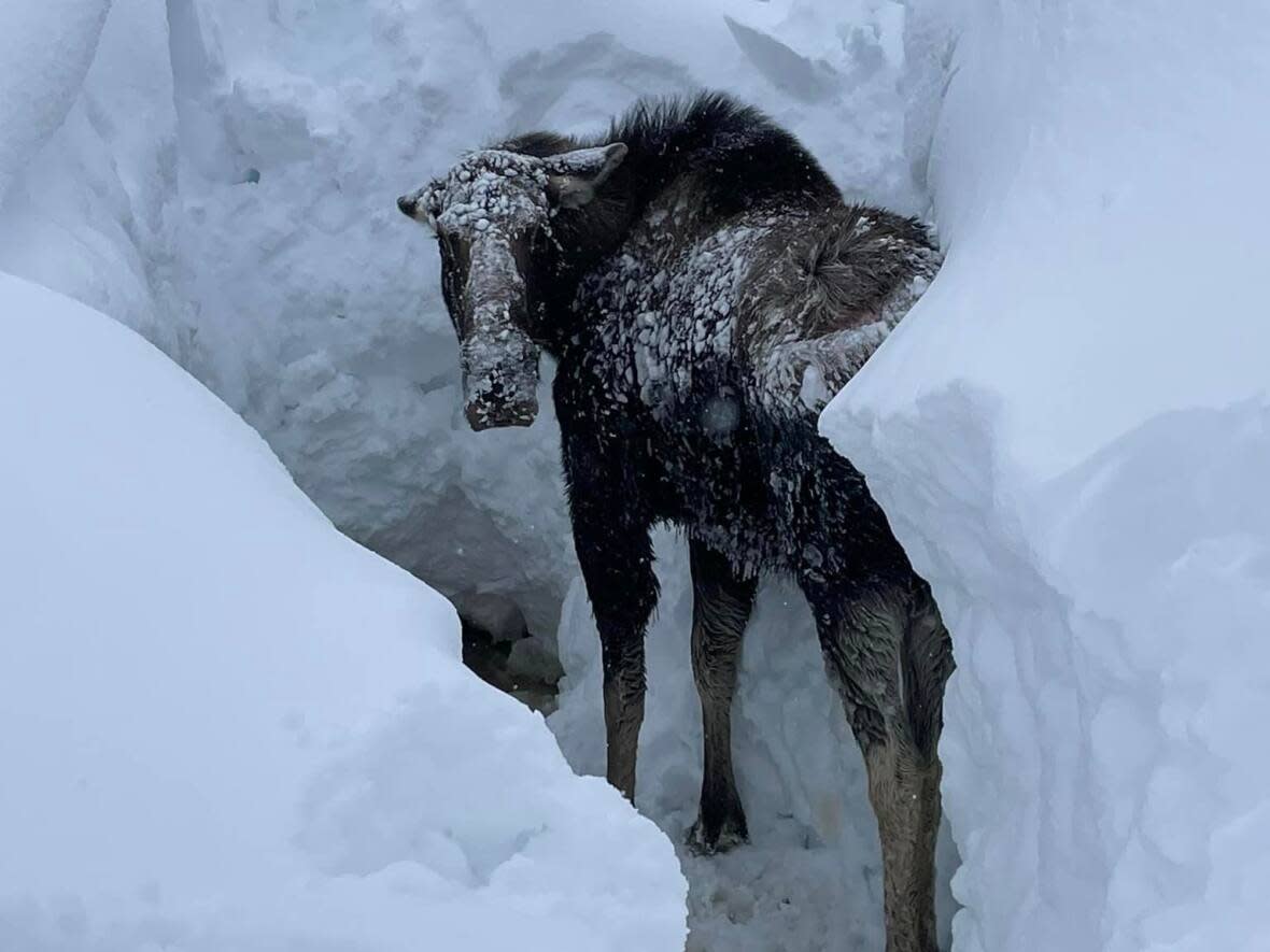 A group of snowmobile riders on a weekend trip in western Newfoundland came across this moose, which was stuck in a hole.  (Morgan Hynes/Facebook - image credit)