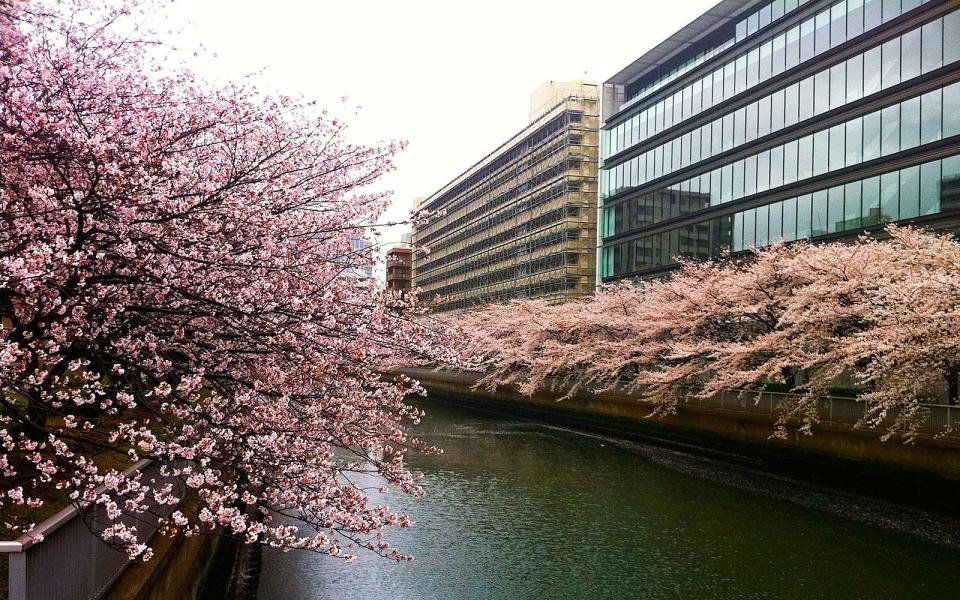 Lesser-known places in Japan to see cherry blossoms
