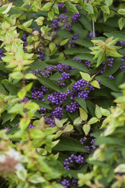 The Kaleidoscope abelia and purple beautyberry make a wonderful complementary partnership. TNS Photo