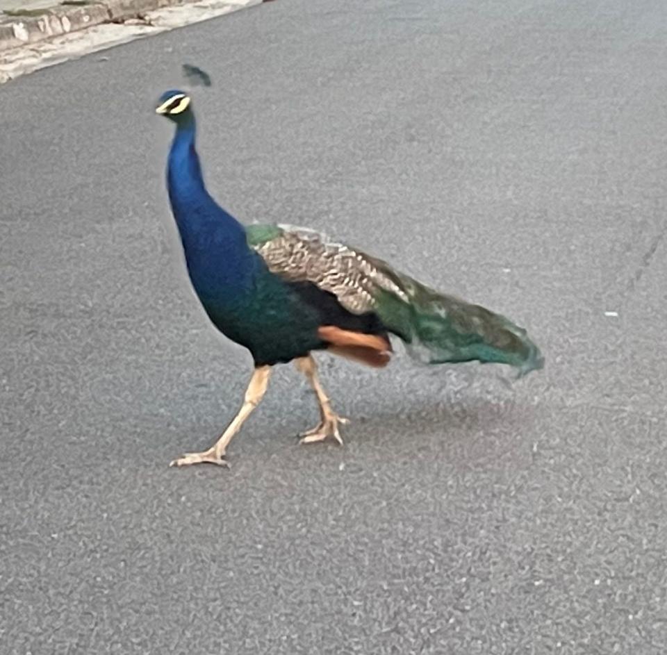 Peacocks roam free at Hattiesburg, Miss., Zoo.