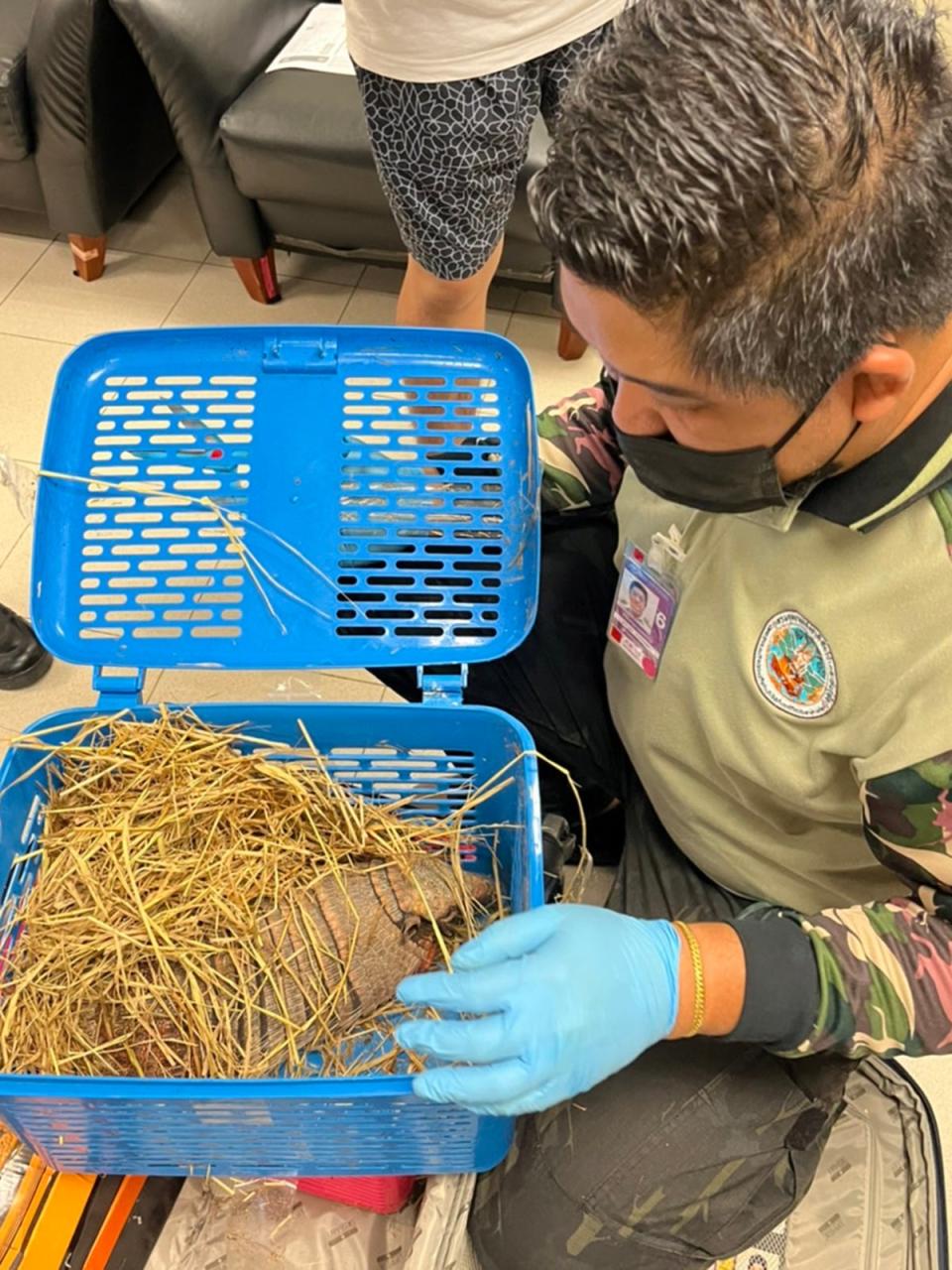 Armadillo seized in trafficking arrests (Thailand Department of National Parks, Wildlife and Plant Conservation)