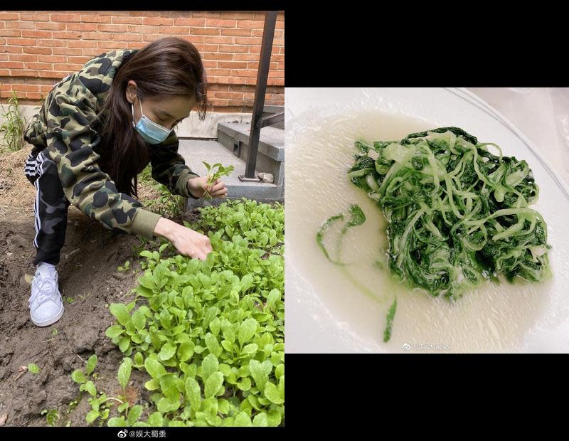 Angelababy 2020年曾在微博分享她親手種菜的日記， 最後還用雞毛菜的嫩芽炒了一盤青菜大快朵頤。 （微博圖片）