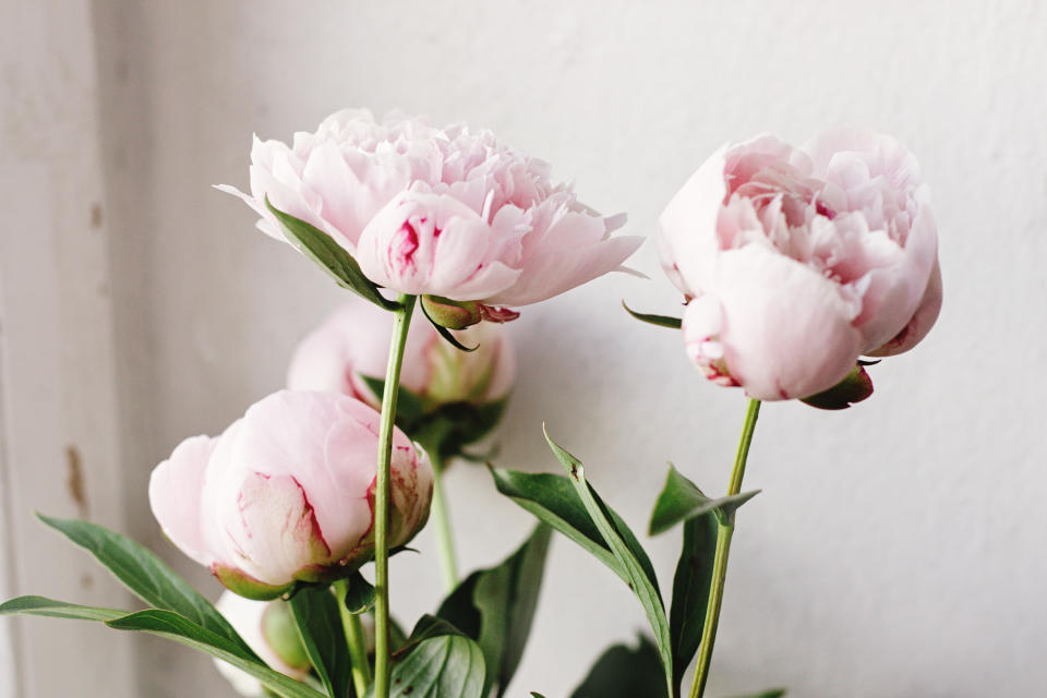 Frothy, fragrant peonies are incredibly popular in the UK during the spring and summer months. (Getty Images)