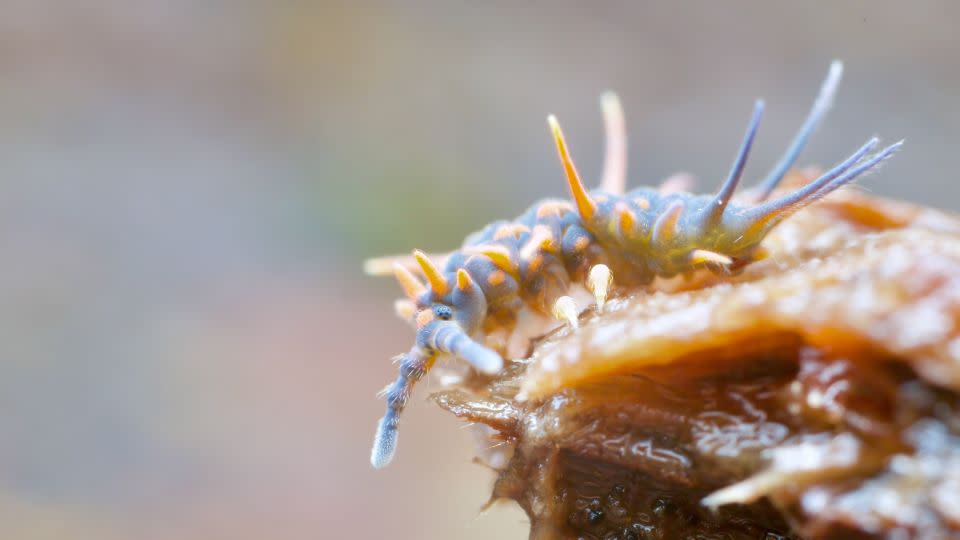 A giant springtail photographed in the temperate rainforest of Tasmania, Australia. - Andy Murray