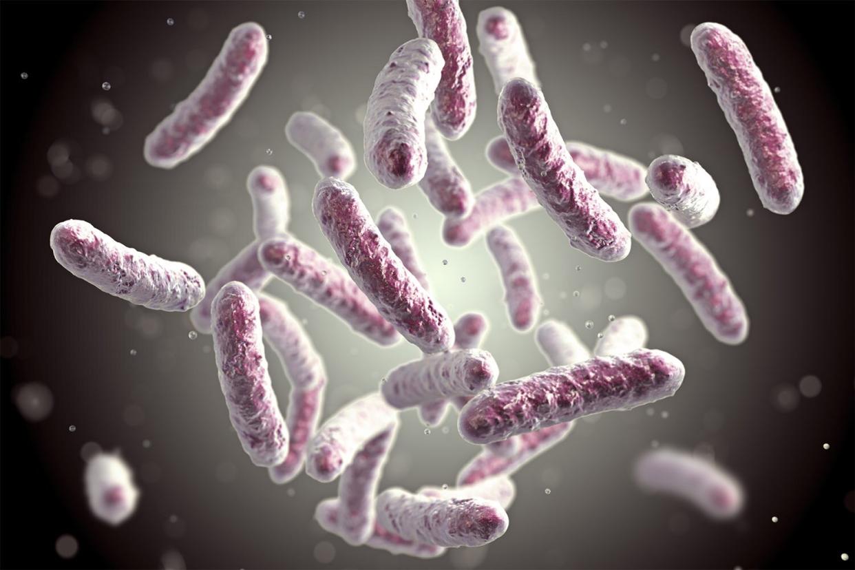 Illustration of rod-shaped bacteria. Rod-shaped bacteria include Escherichia coli, Salmonella, Shigella, Klebsiella, Citrobacter, Enterobacter, Pseudomonas aeruginosa, Legionella pneumophila and Mycobacterium tuberculosis species.