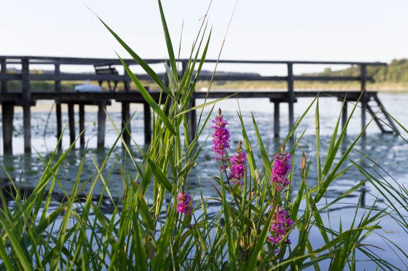 Purple loosestrife (Lythrum salicania)