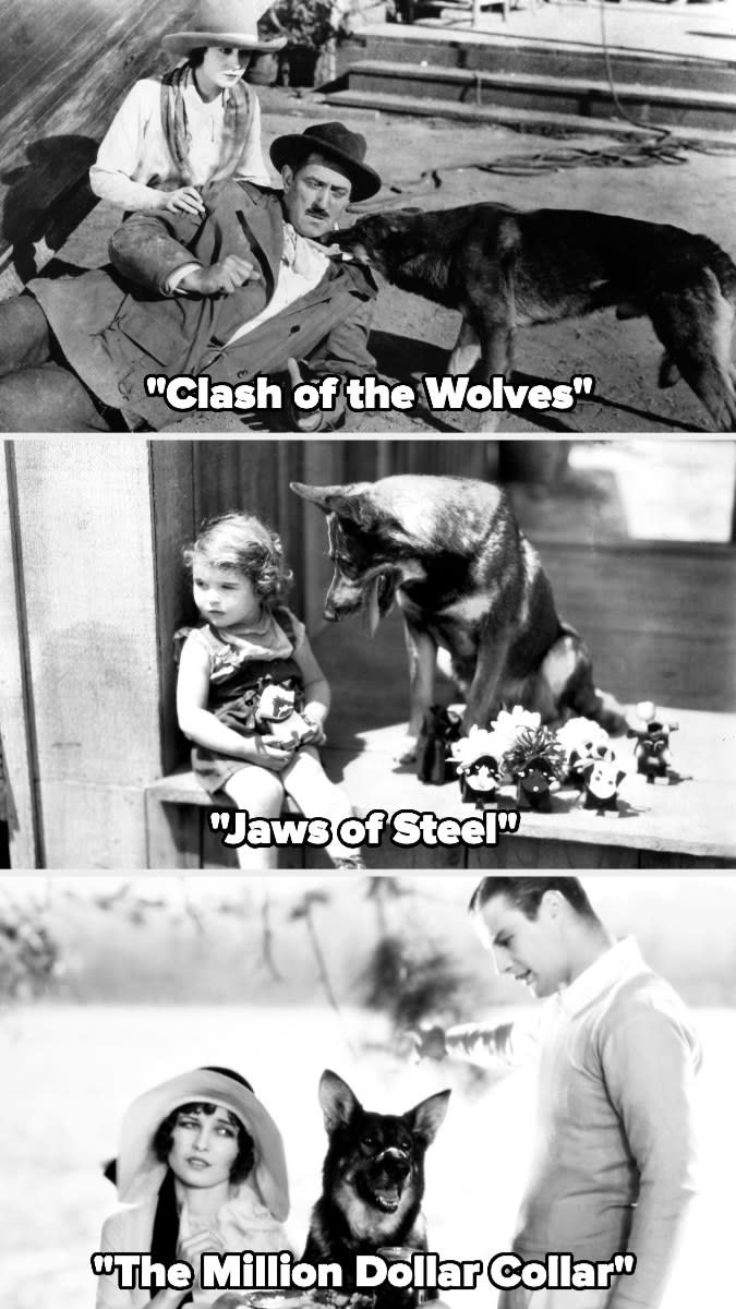 Rin Tin Tin the German Shepard in "Clash of the Wolves," "Jaws of Steel," and "The Million Dollar Collar"