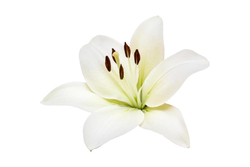 Lilies Flower Care Tips