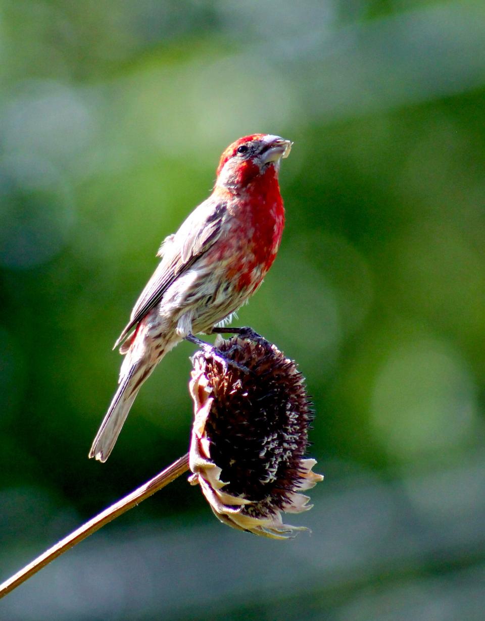 Cynthia Barker of Stockton used a Canon EOS Rebel T3 DSLR camera to photograph a red-headed house finch in her backyard.