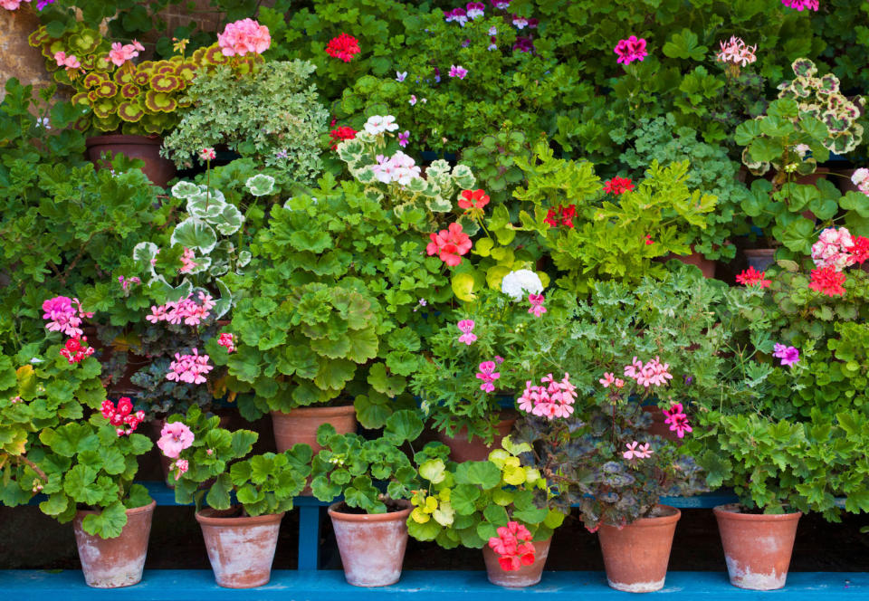 geraniums in pots