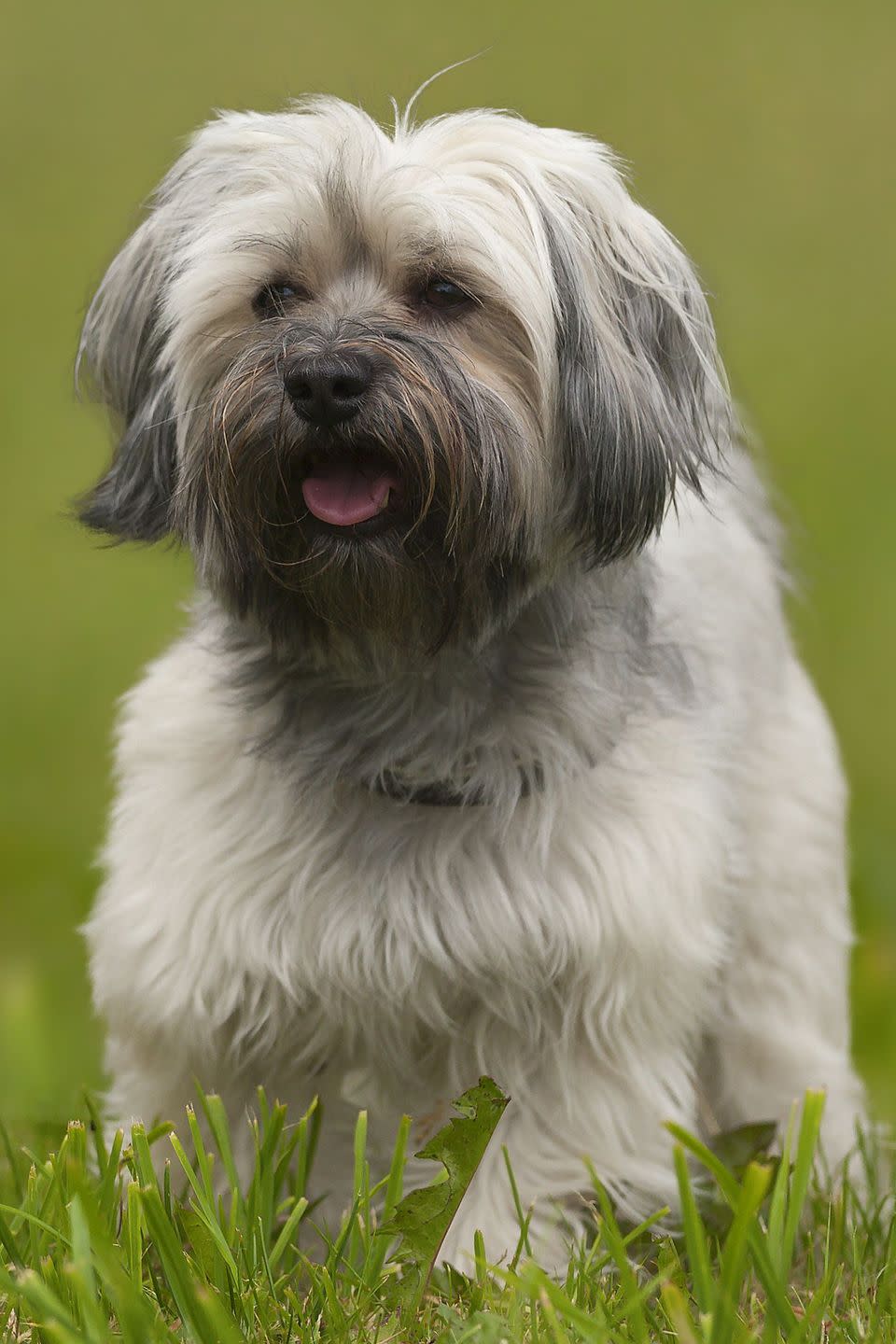 Havanese