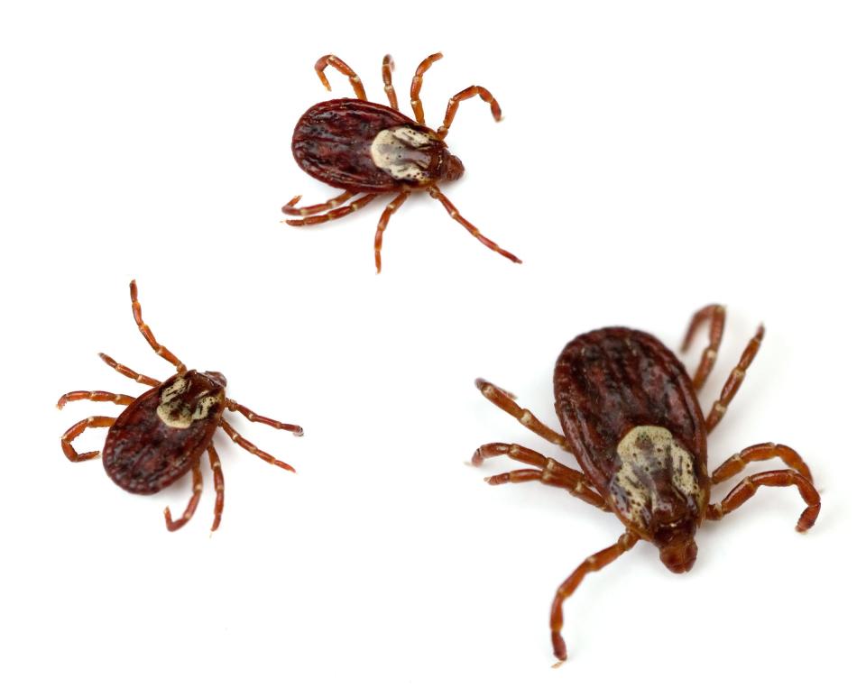 In 1982, when one scientist began studying ticks in Indiana, almost all of the ticks he found were dog ticks. There are now three common types of ticks in Indiana and they are becoming active earlier in the year.