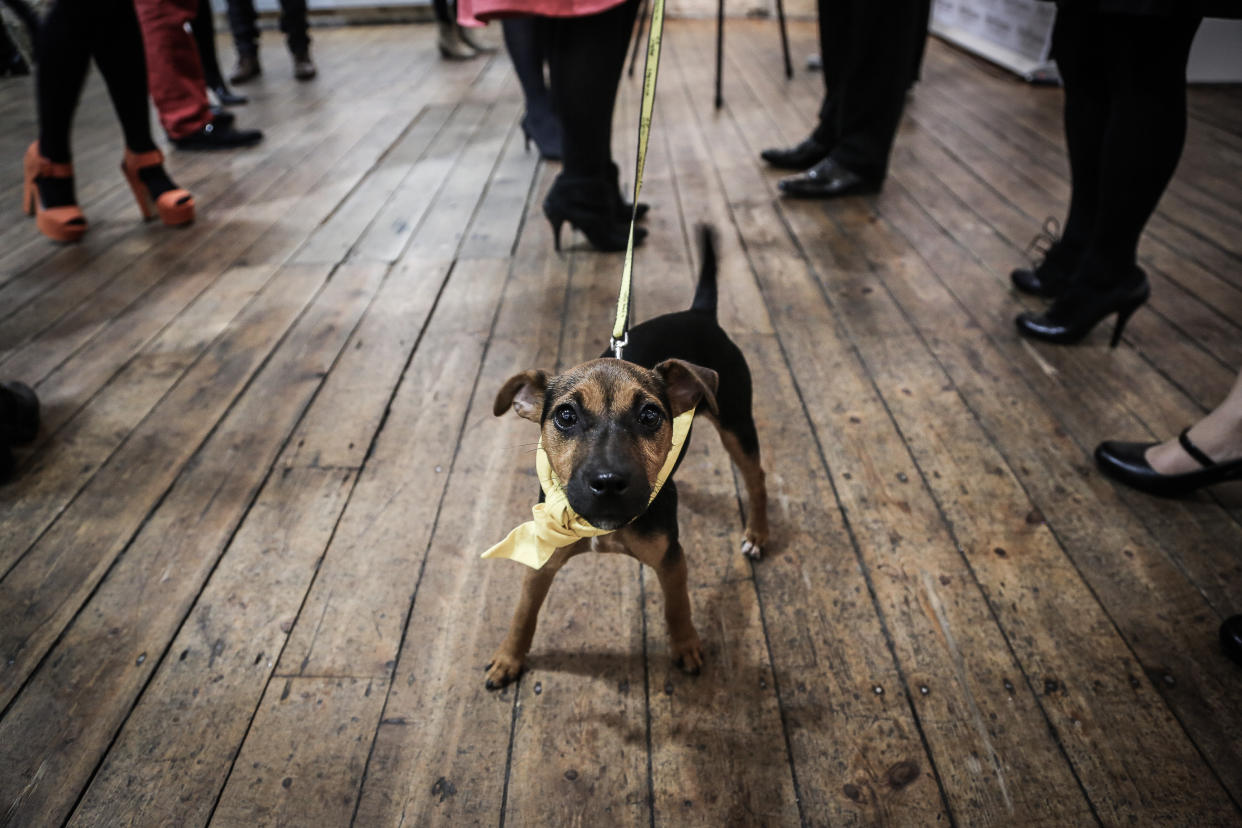 Pets at Home he launch party and private view of The Company of Dogs, an exhibition at The Gallery in Shoreditch, London, featuring pictures by Gerrard Gethings of celebrities' dogs and twenty Dogs Trust dogs looking for a home.