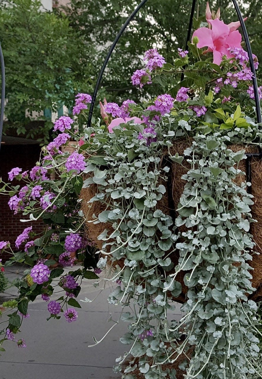 These May baskets show Silver Falls dichondra and Luscious Grape lantana already starting to intermingle.
