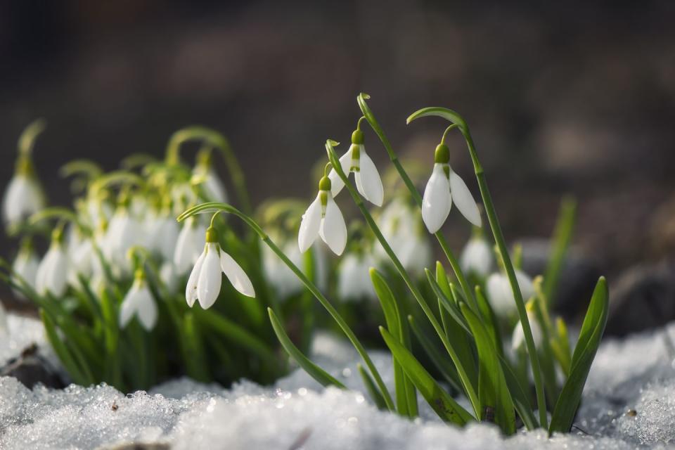 best white flowers snowdrop