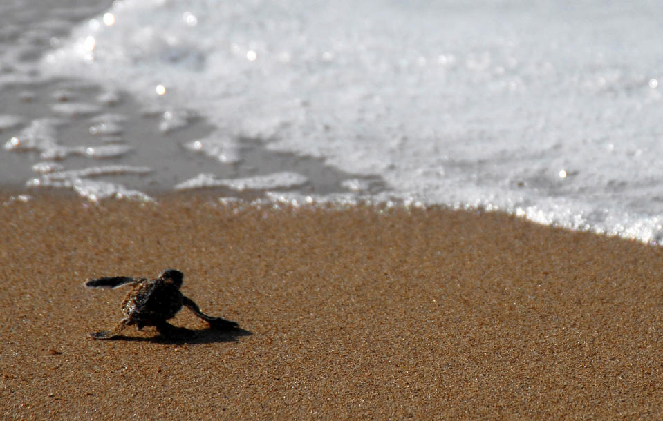 Baby turtles