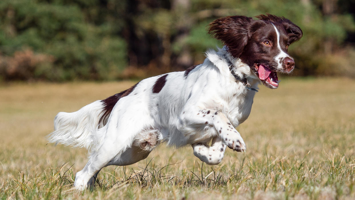  English Springer Spaniel playing 