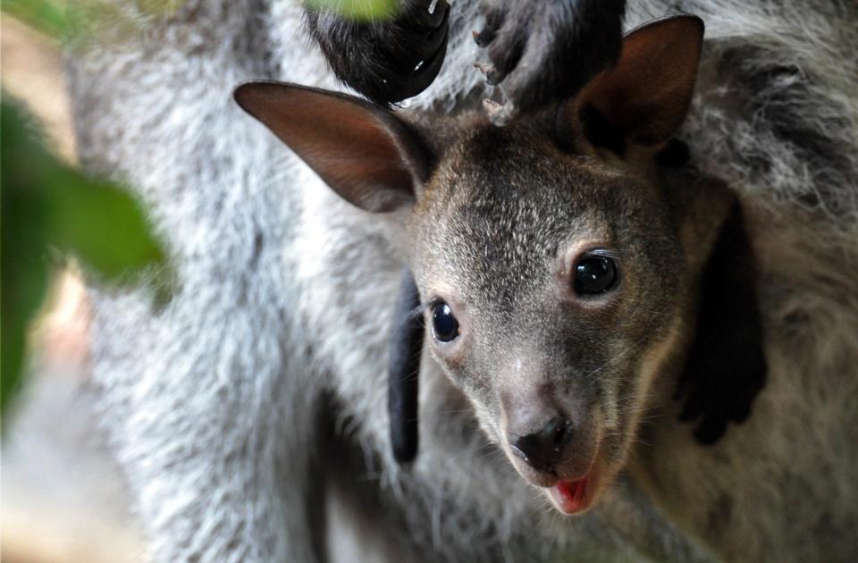 Some feral red-necked wallabies live in the UKDPA/AFP via Getty Images