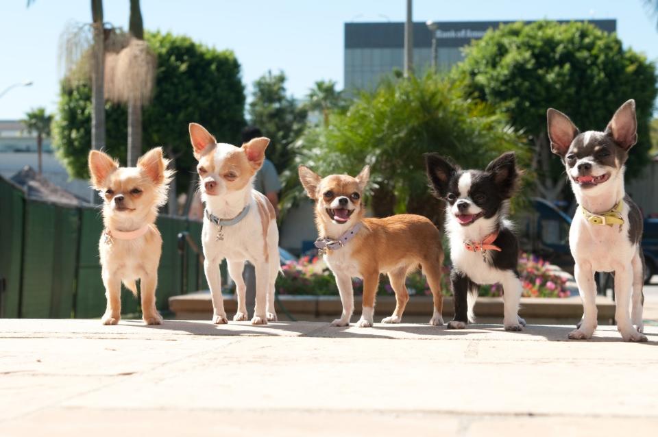 Chloe und ihre Chihuahua-Freunde treiben als verwöhnte Schoßhündchen in "Beverly Hills Chihuahua" und zwei Fortsetzungen ihr Unwesen. Dabei müssen sie sich auch mal mit einem Schäferhund herumschlagen. (Bild: Disney)