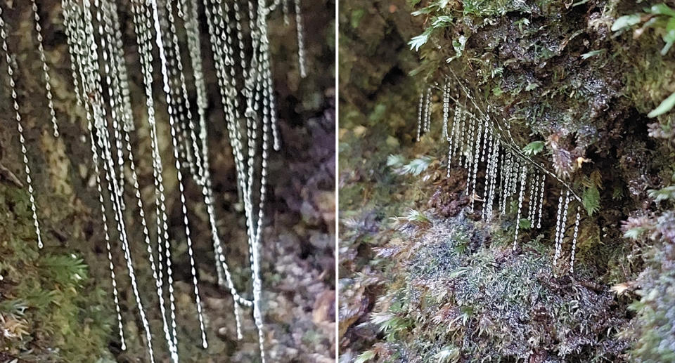 The glow worms dangling in lines in Binna Burra, which is surrounded by Lamington National Park, Queensland.