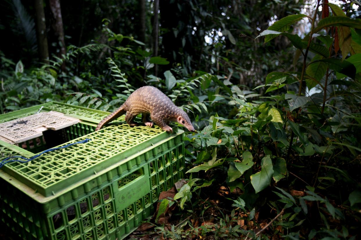 A pangolin climbs out of a cage upon its release into the wild in Sibolangit, North Sumatra, Indonesia, Monday, April 27, 2015. The anteater is part of dozens of live pangolins and around five tons  of pangolin meat ready to be shipped abroad confiscated in a police a raid last week.