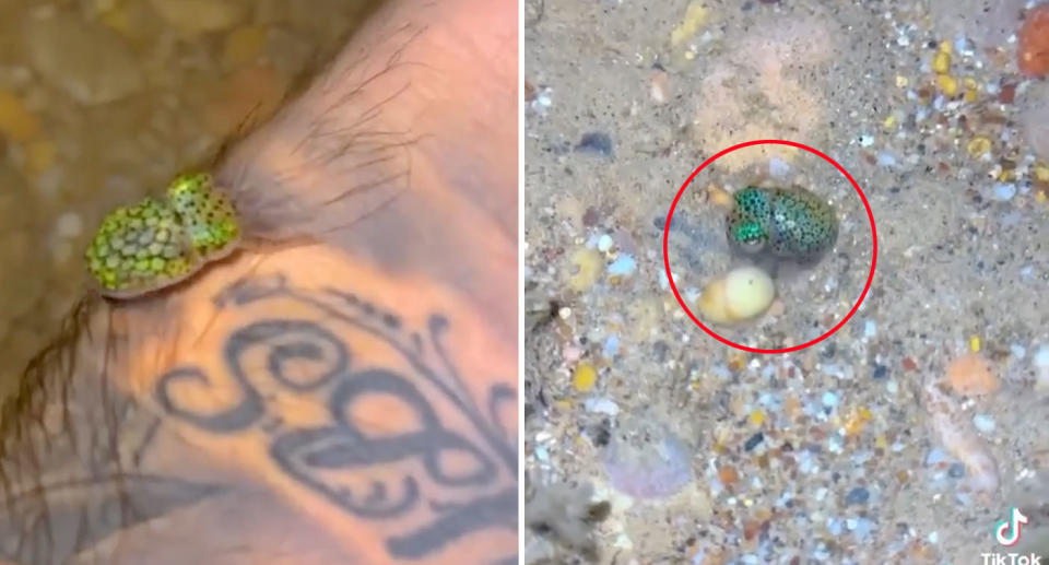 Small green bobtail squid