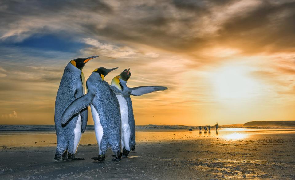 Breathtaking shots of king penguins marching in golden sunrise