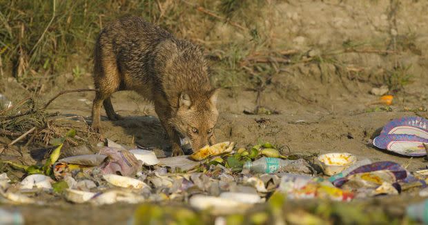 On a small island on River Ganga in the Malda district of West Bengal, a golden jackal licks the remains off a styrofoam plate casually discarded by picnickers.