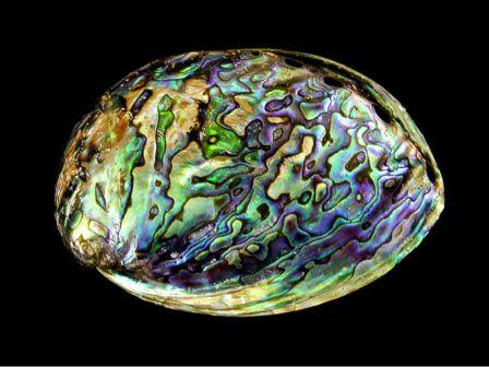Example of an Abalone shell. Source: Mynzah.com