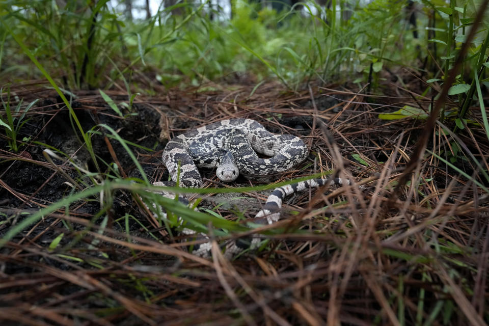 A Louisiana pine snake is seen as it is released along with several of about 100 Louisiana pine snakes, which are a threatened species, in Kisatchie National Forest, La., Friday, May 5, 2023. (AP Photo/Gerald Herbert)