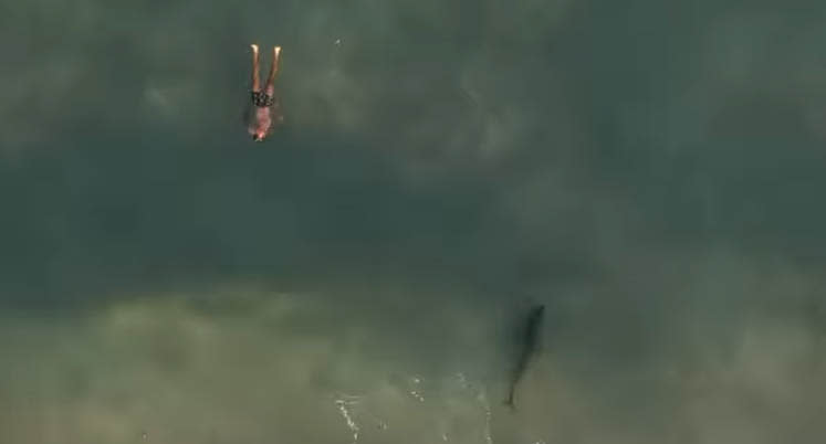 Aerial footage has captured a large grey nurse shark swimming within metres of an oblivious man at Marorubra. Source: Instagram/carvedbanks