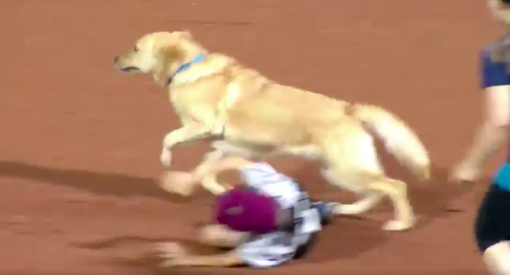 Brooks the bat dog isn't a finished product just yet. (Screenshot via @RidersBaseball)