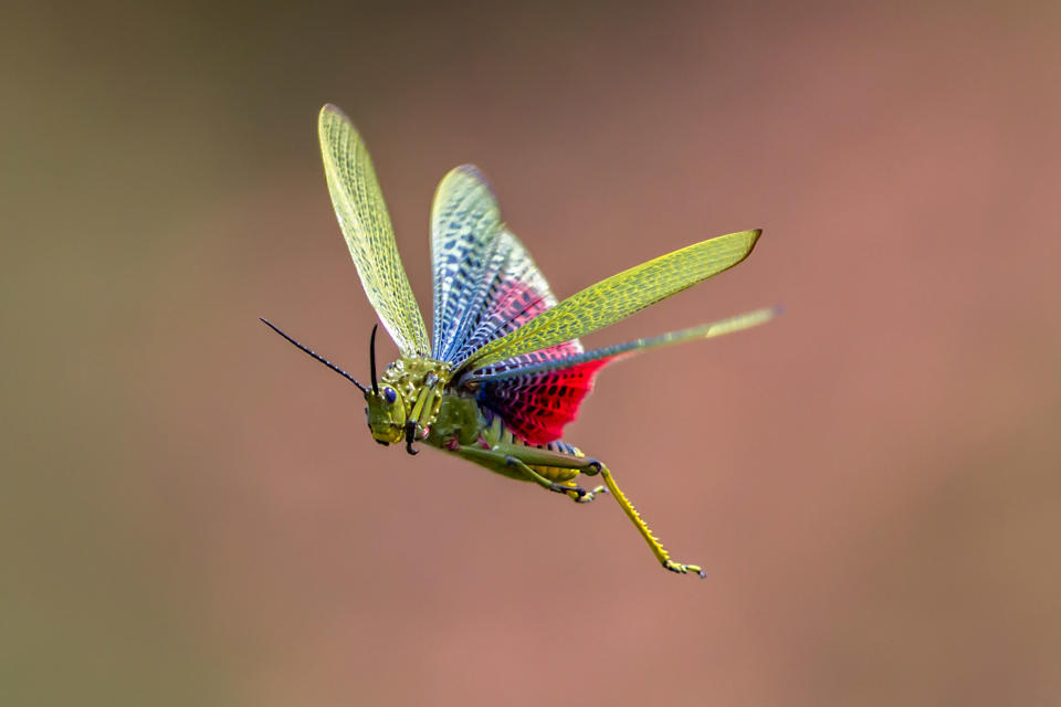 Animals in flight