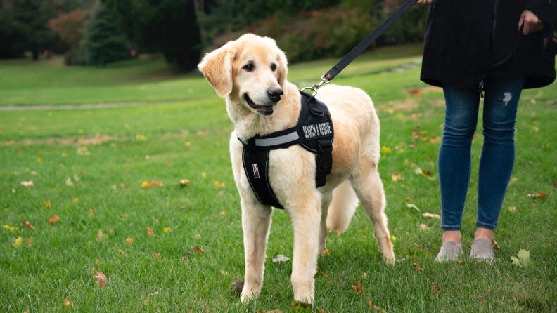 Take your dog with you everywhere you go with this sturdy harness.