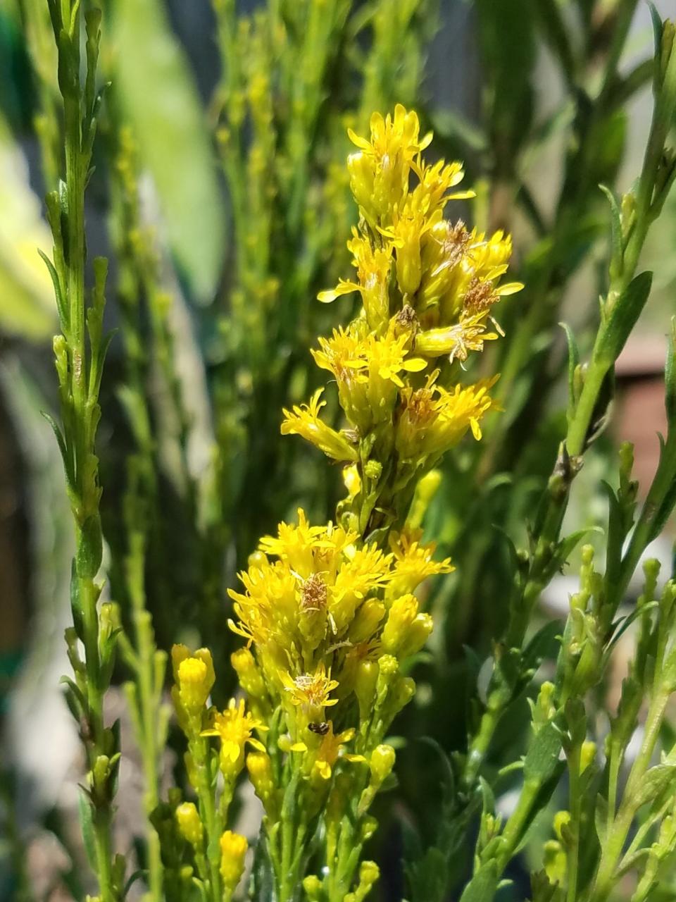 Solidago (goldenrods), the number one genus to support native Florida solitary bees, includes five species of tall-growing, yellow flowering, narrow plants that do great in dry/well-draining soil and full sun.