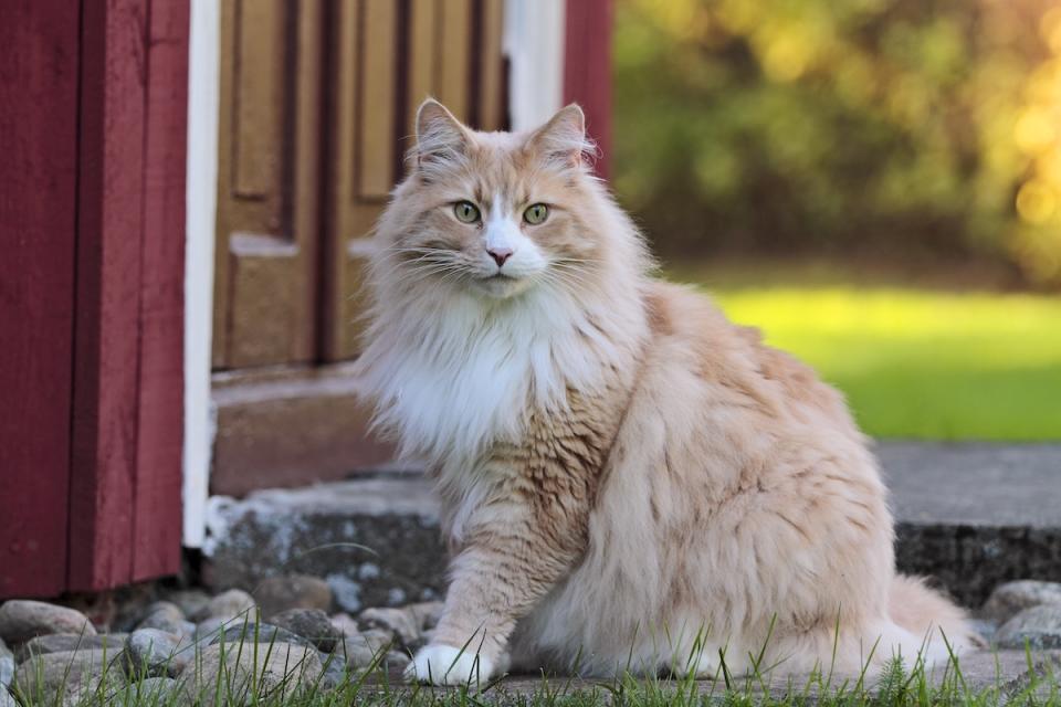 Norwegian Forest Cat outside