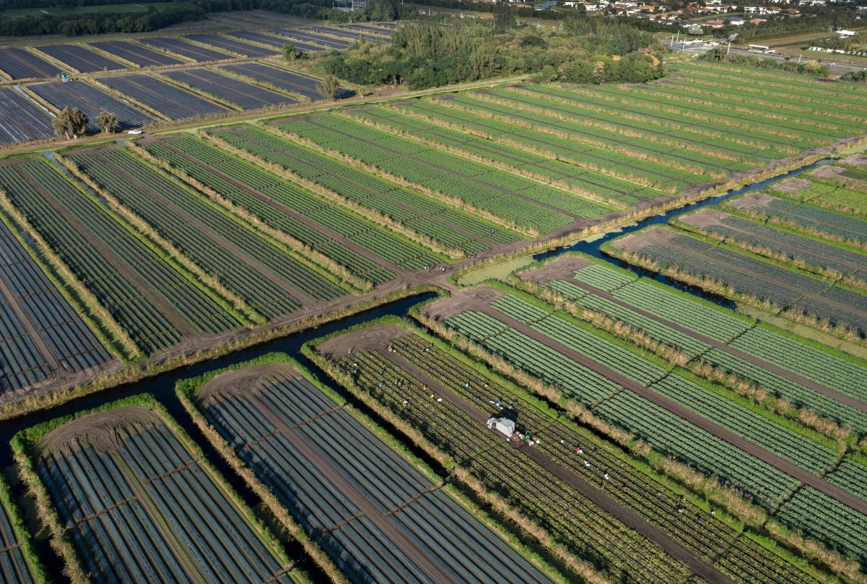 Organic vegetables fields west of Boca Raton, Florida are farmed by Alderman Farms on January 12, 2022.