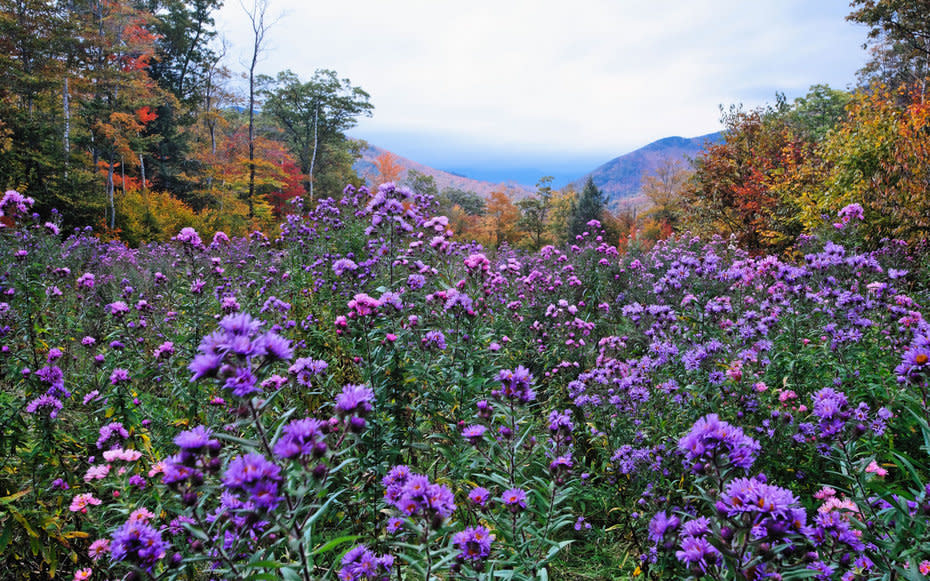 <p>A field of purple wildflowers bloomsat Crawford Notchin New Hampshire's White Mountains.</p>