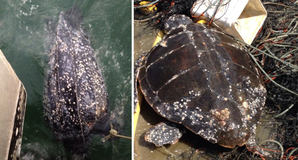 Turtles caught in nets.