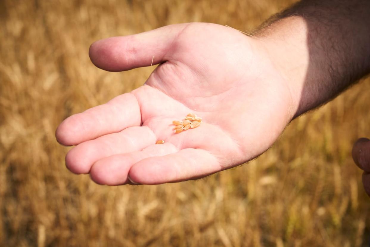 A farmer holds seeds in a wheat field that is suffering from lack of rain and high summer temperatures near Magrath, Alta.  (Todd Korol/The Canadian Press - image credit)