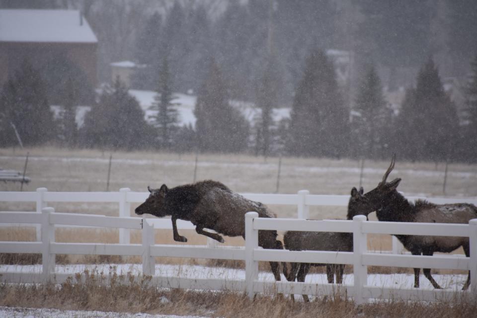 A cow elk jumps through a vinyl fence on Dec. 11, 2020, previously broken by members of a large elk herd that winters in the area on the west side of Loveland.