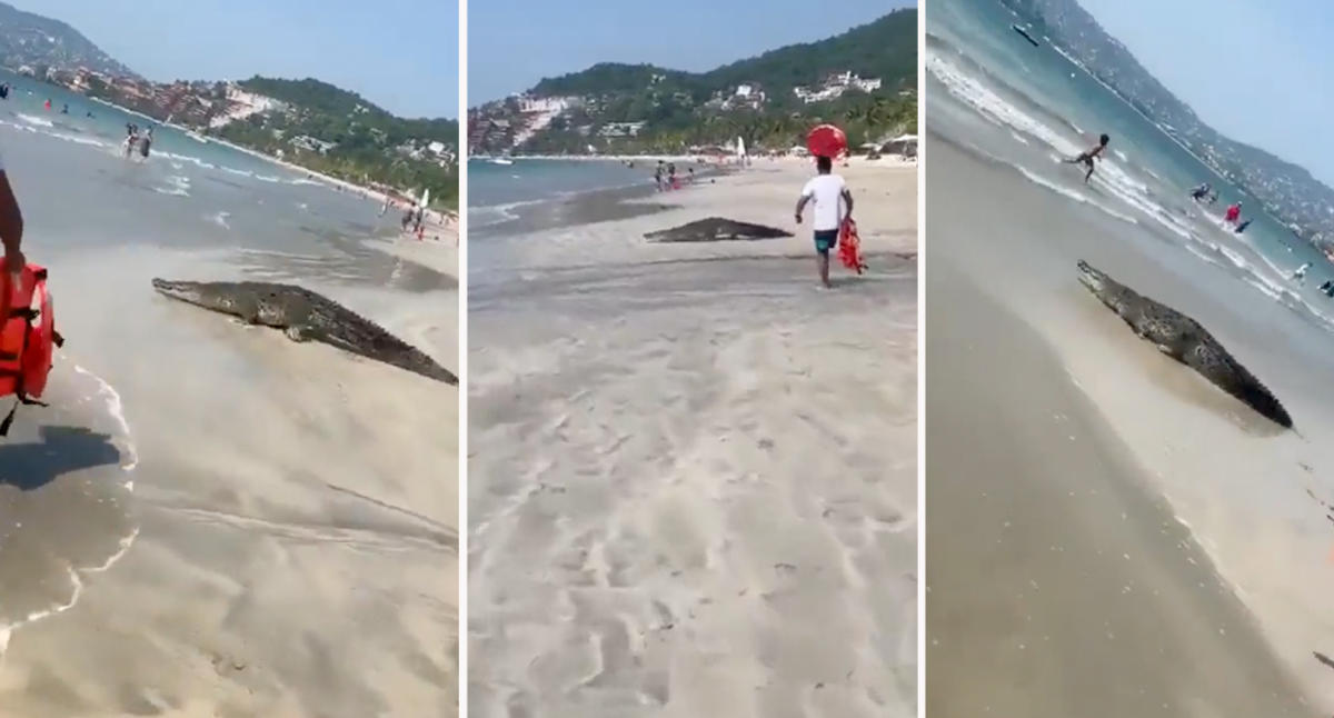Swimmers flee as huge crocodile spotted on tourist beach