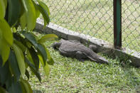 The site of Malim Nawar Power Station also offers sanctuary to a variety of wildlife such as kingfishers and seen here, a large monitor lizard.