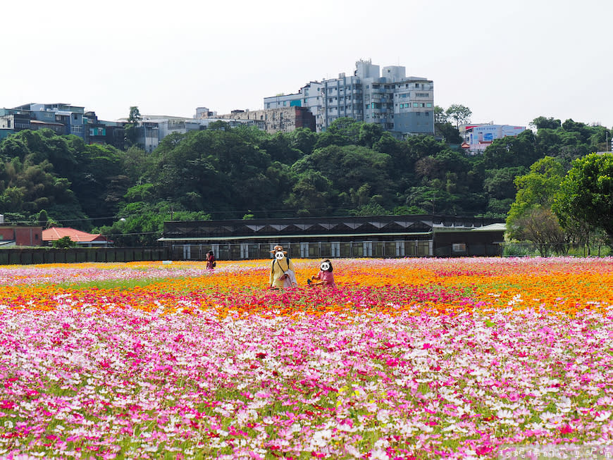 2023桃園花彩節