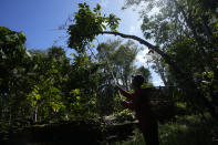 Jose Carlos harvests cacao by hand for processing by the De Mendes Chocolates company, on the island of Tauare, in the municipality of Mocajuba, Para state, Brazil, Friday, June 2, 2023. (AP Photo/Eraldo Peres)