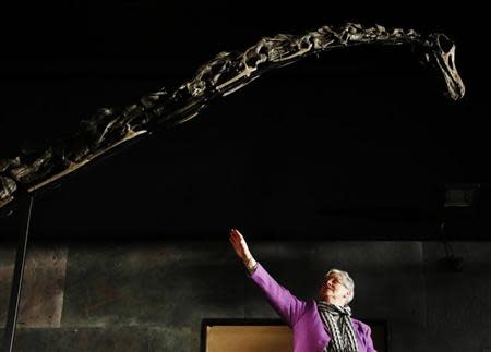 Employee Julia Thomas poses with a diplodocus skeleton named "Misty", at Summers Place Auctions in Billingshurst, southern England November 25, 2013. REUTERS/Luke MacGregor
