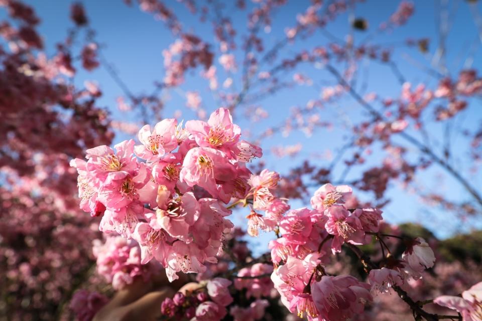 《圖說》福壽山千櫻園花朵繁茂。（參山處提供）